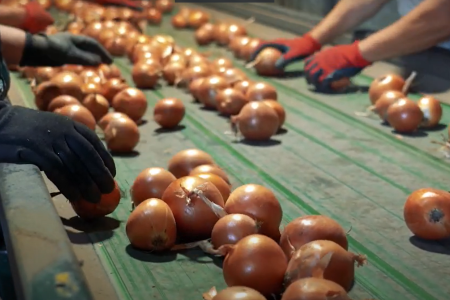 Georgia Onion Farms